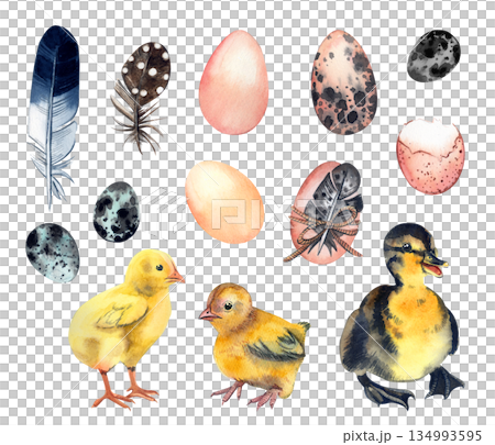 A set of watercolor Easter illustrations. Chicks, ducklings, Easter eggs, and feathers of various birds on a white background for a spring greeting card or decoration. All hand-painted in watercolor. A set of watercolor Easter illustrations. Chicks, ducklings, Easter eggs, and feathers of various birds on a white background for a spring greeting card or decoration. All hand-painted in watercolor. 134993595