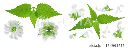 nettle flower isolated on white background. Top view. Flat lay 134993613