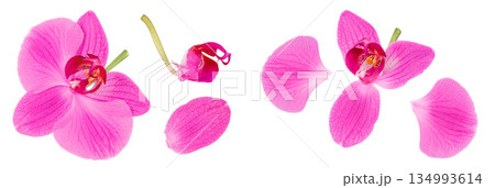 pink phalaenopsis orchid flower isolated on white background 134993614