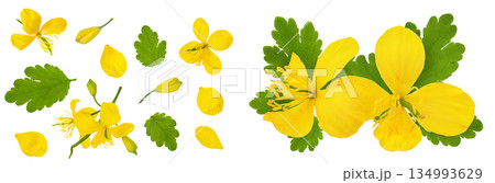 Celandine flower isolated on white background. Top view. Flat lay 134993629