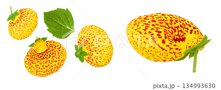 Calceolaria flower isolated on white background. Top view. Flat lay 134993630