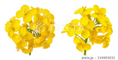 Rapeseed flowers isolated on white background,...の写真素材 [134993632] - PIXTA
