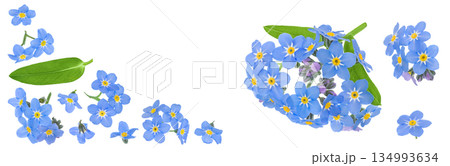 forget-me-not flowers isolated on white background. Top view. Flat lay 134993634