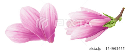 Pink magnolia flower petal isolated on white background with full depth of field. Top view. Flat lay 134993635