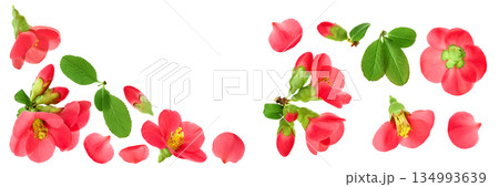 Chaenomeles speciosa or japanese quince flower isolated on white background. Top view with copy space for your text. Flat lay. 134993639