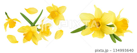 Daffodil flower or narcissus isolated on white background with full depth of field. Top view. Flat lay 134993640