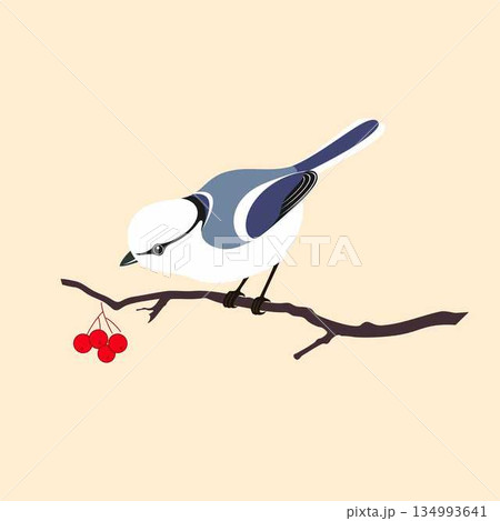 A blue tit bird sitting on a branch with berries. Vector illustration A blue tit bird sitting on a branch with berries. Vector illustration 134993641