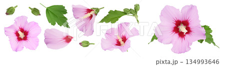 Pink hibiscus flower isolated on white background. Top view with copy space for your text. Flat lay. Pink hibiscus flower isolated on white background. Top view with copy space for your text. Flat lay. 134993646