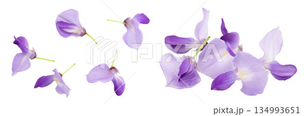 Wisteria flowers isolated on white background with full depth of field. Top view. Flat lay. Wisteria flowers isolated on white background with full depth of field. Top view. Flat lay. 134993651