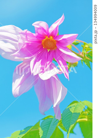 家の周りの草花 四季の色々 初冬の青空に映える美しいピンクの皇帝ダリア 家の周りの草花 四季の色々 初冬の青空に映える美しいピンクの皇帝ダリア 134994009