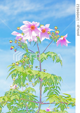 家の周りの草花　四季の色々　初冬の青空に映える美しいピンクの皇帝ダリア 134994012