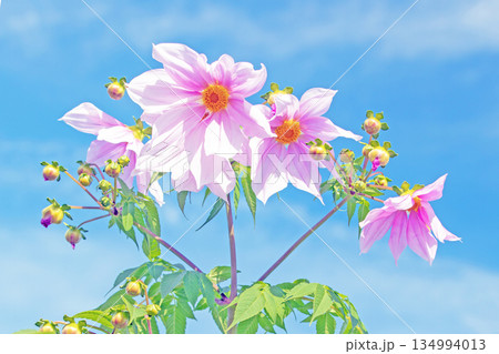 家の周りの草花　四季の色々　初冬の青空に映える美しいピンクの皇帝ダリア 134994013