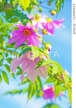 家の周りの草花　四季の色々　初冬の青空に映える美しいピンクの皇帝ダリア 134994014
