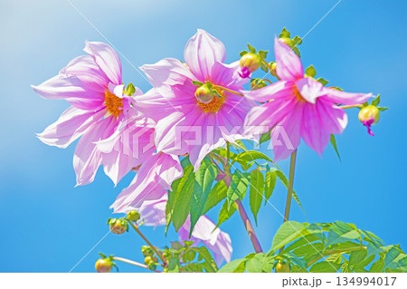 家の周りの草花　四季の色々　初冬の青空に映える美しいピンクの皇帝ダリア 134994017