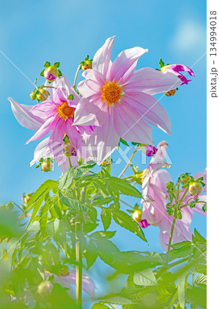 家の周りの草花 四季の色々 初冬の青空に映える美しいピンクの皇帝ダリア 家の周りの草花 四季の色々 初冬の青空に映える美しいピンクの皇帝ダリア 134994018