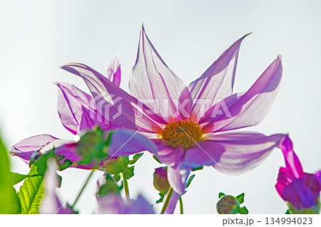 家の周りの草花　四季の色々　初冬の青空に映える美しいピンクの皇帝ダリア 134994023