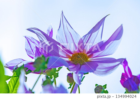 家の周りの草花 四季の色々 初冬の青空に映える美しいピンクの皇帝ダリア 家の周りの草花 四季の色々 初冬の青空に映える美しいピンクの皇帝ダリア 134994024