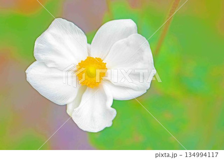 家の周りの草花 四季の色々 初秋の候 美しく輝く大輪の花びら 白いシュウメイギクの花 家の周りの草花 四季の色々 初秋の候 美しく輝く大輪の花びら 白いシュウメイギクの花 134994117