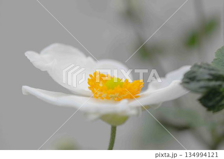 家の周りの草花 四季の色々 初秋の候 美しく輝く大輪の花びら 白いシュウメイギクの花 家の周りの草花 四季の色々 初秋の候 美しく輝く大輪の花びら 白いシュウメイギクの花 134994121