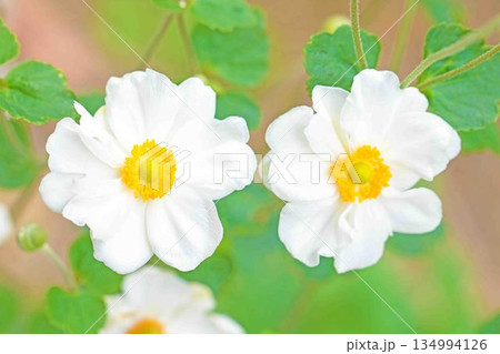 家の周りの草花　四季の色々　初秋の候　美しく輝く大輪の花びら　白いシュウメイギクの花 134994126