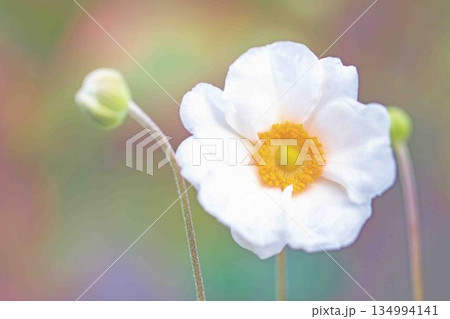 家の周りの草花　四季の色々　初秋の候　美しく輝く大輪の花びら　白いシュウメイギクの花 134994141