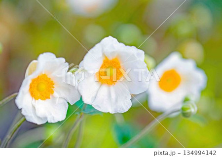 家の周りの草花 四季の色々 初秋の候 美しく輝く大輪の花びら 白いシュウメイギクの花 家の周りの草花 四季の色々 初秋の候 美しく輝く大輪の花びら 白いシュウメイギクの花 134994142