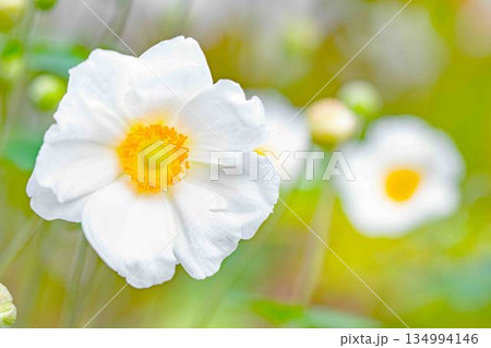 家の周りの草花　四季の色々　初秋の候　美しく輝く大輪の花びら　白いシュウメイギクの花 134994146