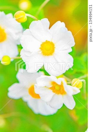 家の周りの草花 四季の色々 初秋の候 美しく輝く大輪の花びら 白いシュウメイギクの花 家の周りの草花 四季の色々 初秋の候 美しく輝く大輪の花びら 白いシュウメイギクの花 134994151