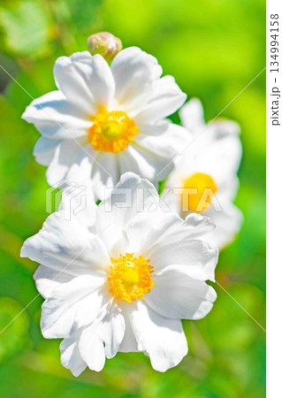 家の周りの草花 四季の色々 初秋の候 美しく輝く大輪の花びら 白いシュウメイギクの花 家の周りの草花 四季の色々 初秋の候 美しく輝く大輪の花びら 白いシュウメイギクの花 134994158