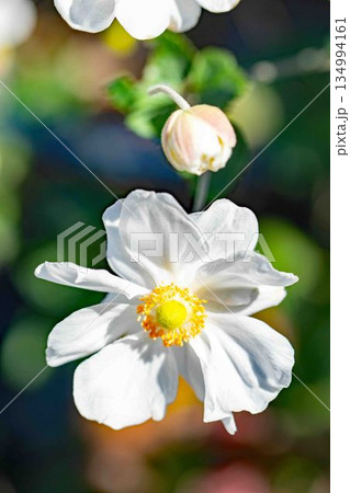 家の周りの草花 四季の色々 初秋の候 美しく輝く大輪の花びら 白いシュウメイギクの花 家の周りの草花 四季の色々 初秋の候 美しく輝く大輪の花びら 白いシュウメイギクの花 134994161