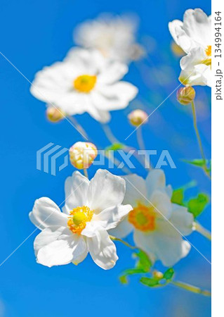 家の周りの草花 四季の色々 初秋の候 美しく輝く大輪の花びら 白いシュウメイギクの花 家の周りの草花 四季の色々 初秋の候 美しく輝く大輪の花びら 白いシュウメイギクの花 134994164