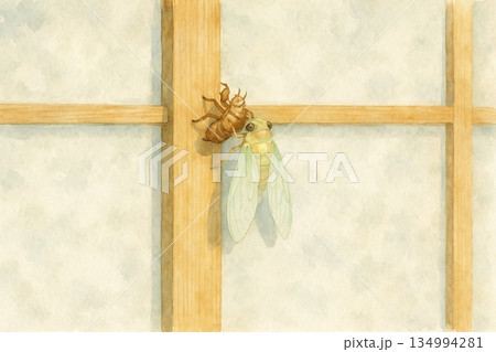 Cicada Emergence on Shoji / 障子にとまるセミの羽化シーン 134994281
