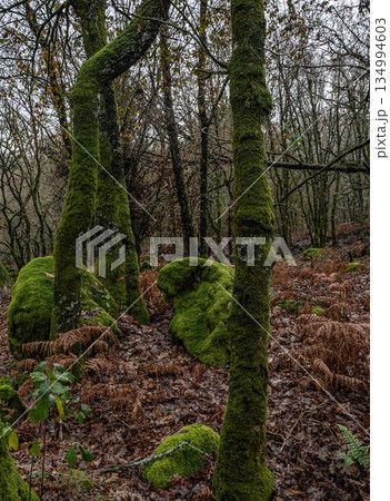 Forest with green moss Forest with green moss 134994603