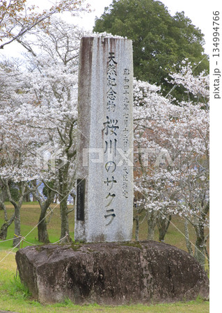 桜川のサクラ 134994766