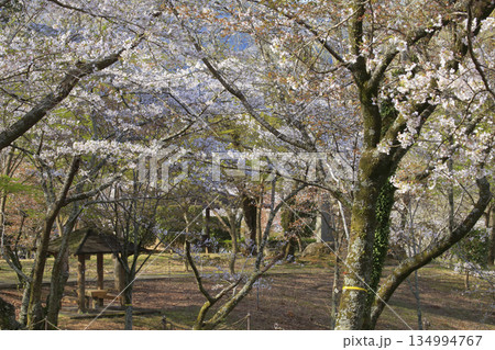 桜川のサクラ 桜川のサクラ 134994767