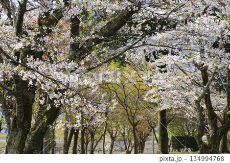 桜川のサクラ 桜川のサクラ 134994768