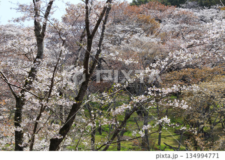 桜川のサクラ 134994771