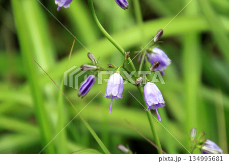 四国カルスト 134995681