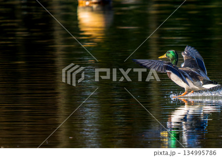 着水するマガモ・コピースペース 134995786