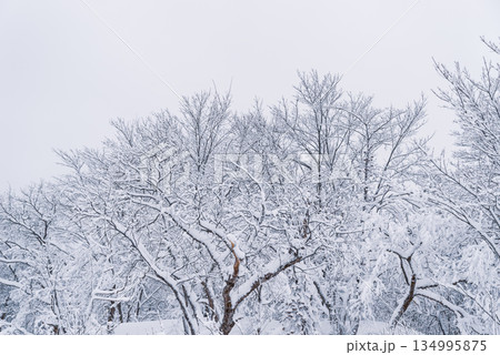 雪化粧した木々と空 d-2 クールカラー 雪化粧した木々と空 d-2 クールカラー 134995875