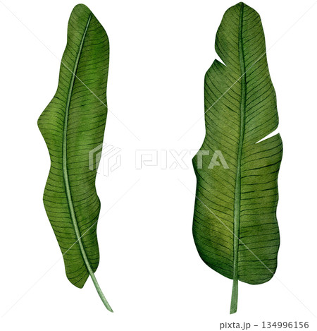 Banana tropical leaves. Hand-drawn watercolor illustration on a white background. Watercolor set for design textile, wallpapers, prints and banners. 134996156