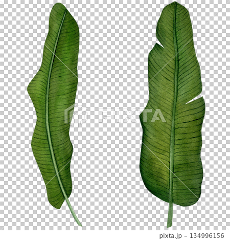 Banana tropical leaves. Hand-drawn watercolor illustration on a white background. Watercolor set for design textile, wallpapers, prints and banners. 134996156