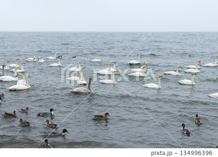 オオハクチョウと鴨 134996396