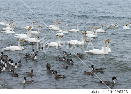 オオハクチョウと鴨 134996398