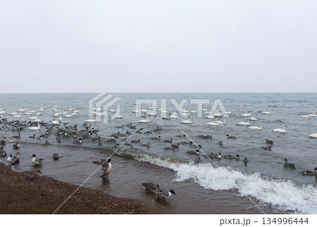 鴨とハクチョウ 134996444