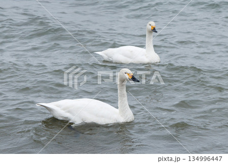 群れで泳ぐ白鳥 134996447
