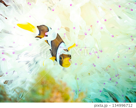 可愛いクマノミの幼魚。サンゴイソギンチャク。ヒリゾ浜南伊豆町中木 静岡県伊豆半島-2025  134996712