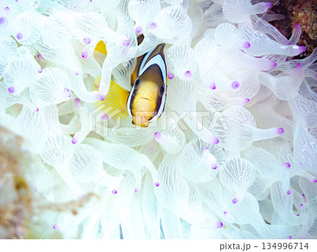 可愛いクマノミの幼魚。サンゴイソギンチャク。ヒリゾ浜南伊豆町中木 静岡県伊豆半島-2025  134996714