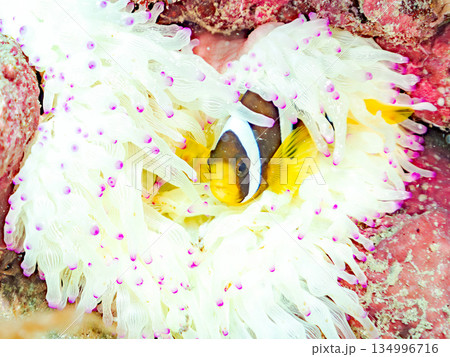 可愛いクマノミの幼魚。サンゴイソギンチャク。ヒリゾ浜南伊豆町中木 静岡県伊豆半島-2025  134996716