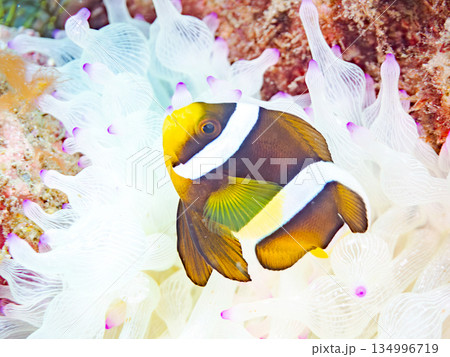 可愛いクマノミの幼魚。サンゴイソギンチャク。ヒリゾ浜南伊豆町中木 静岡県伊豆半島-2025  134996719